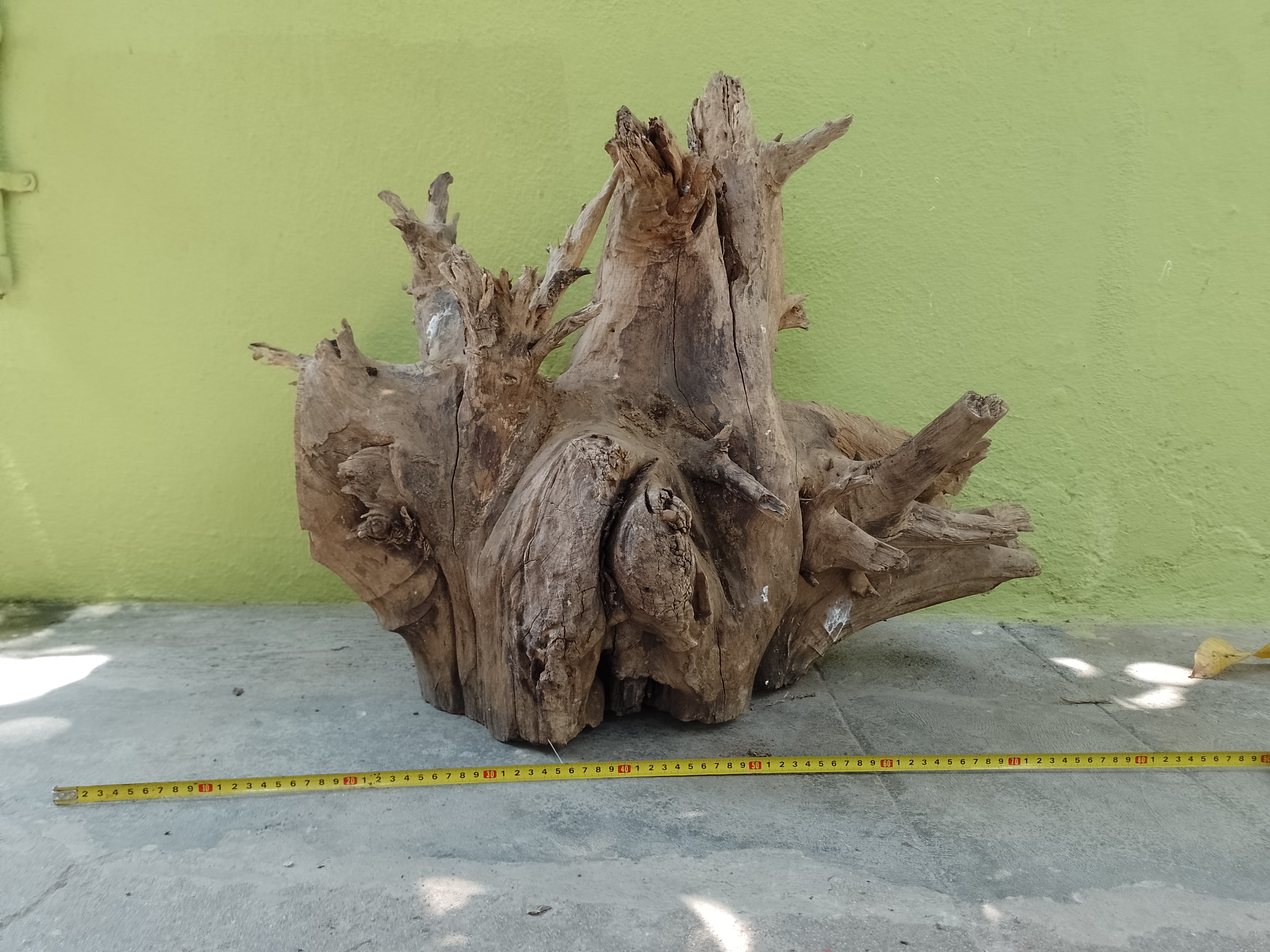 Teak root Driftwood Heavy 50 kg weight 75 cm long 
