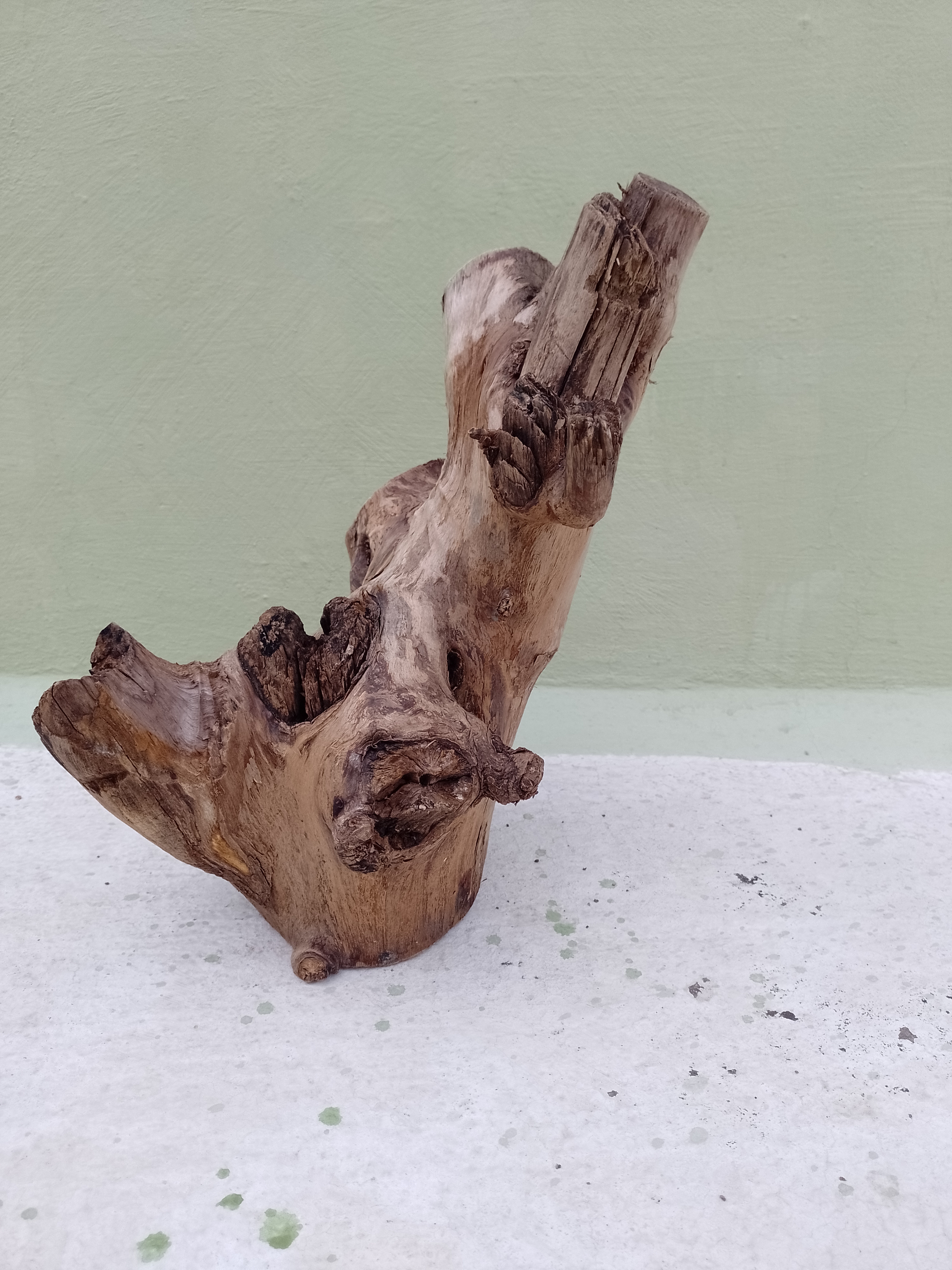 Driftwood for aquarium 
