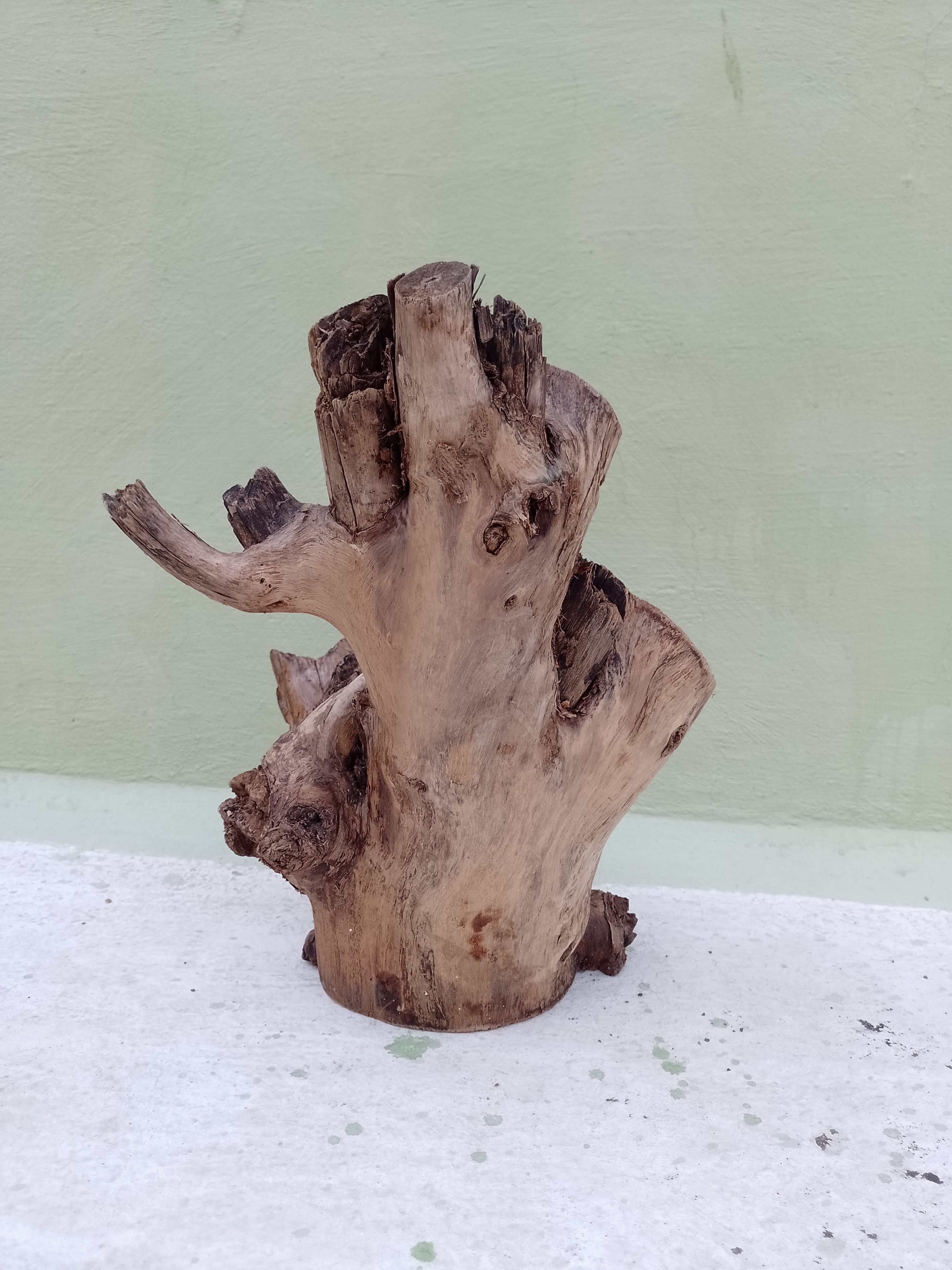 Driftwood for aquarium 