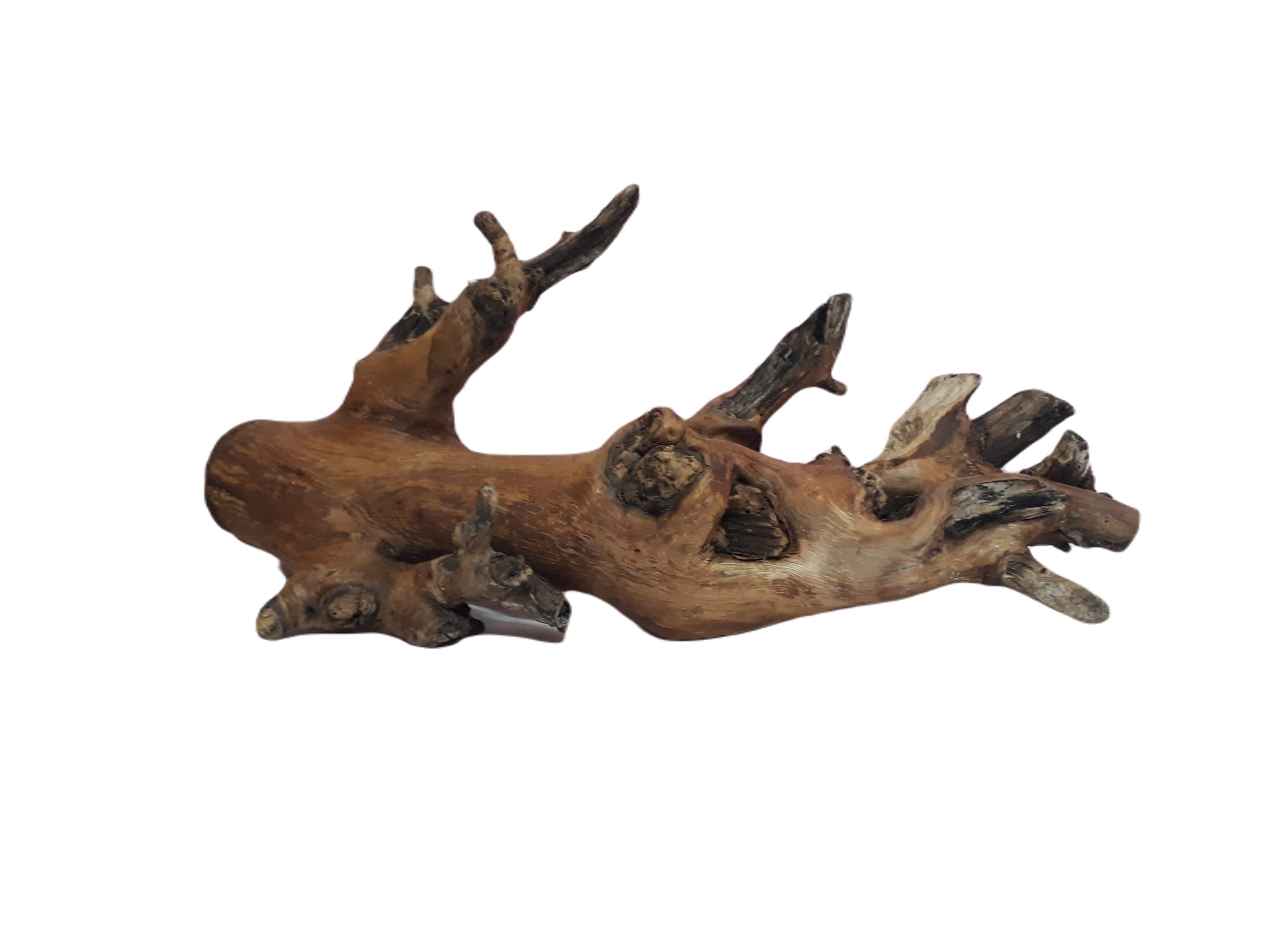 Driftwood for Aquarium Original Teak wood, 43 CM long and 2 KG weight (Random Shape)