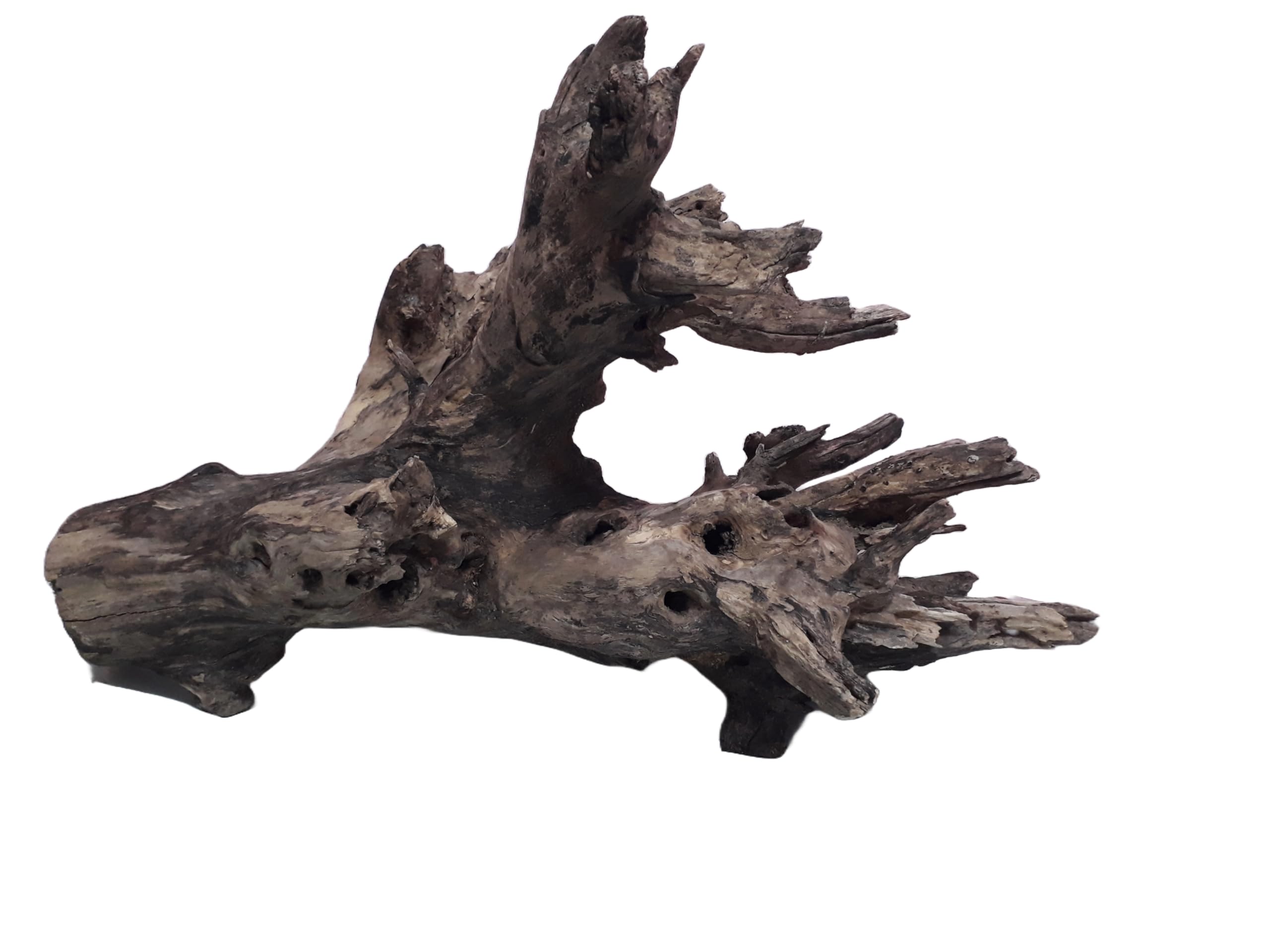 Driftwood For Aquarium Original Teak Driftwood 60 CM Long and 7 kg Weight ( Only For Large Tank)