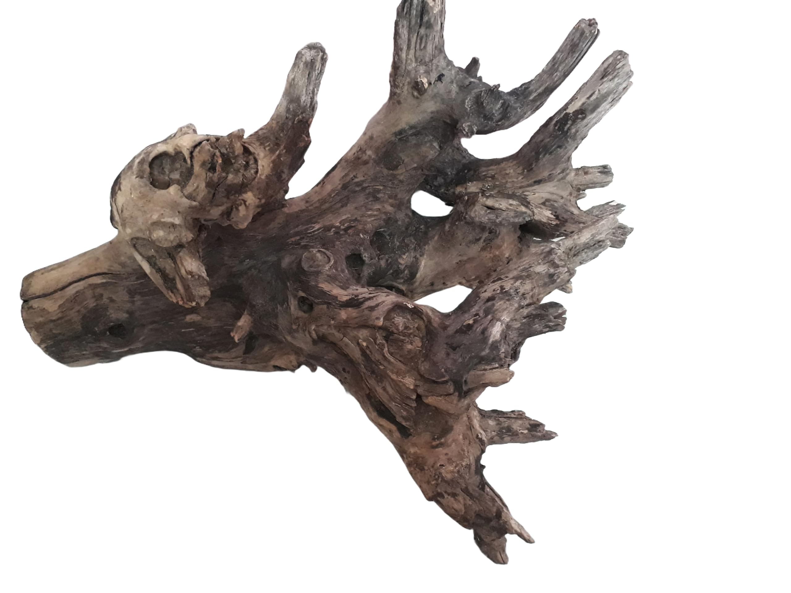 Driftwood For Aquarium Original Teak Driftwood 60 CM Long and 7 kg Weight ( Only For Large Tank)