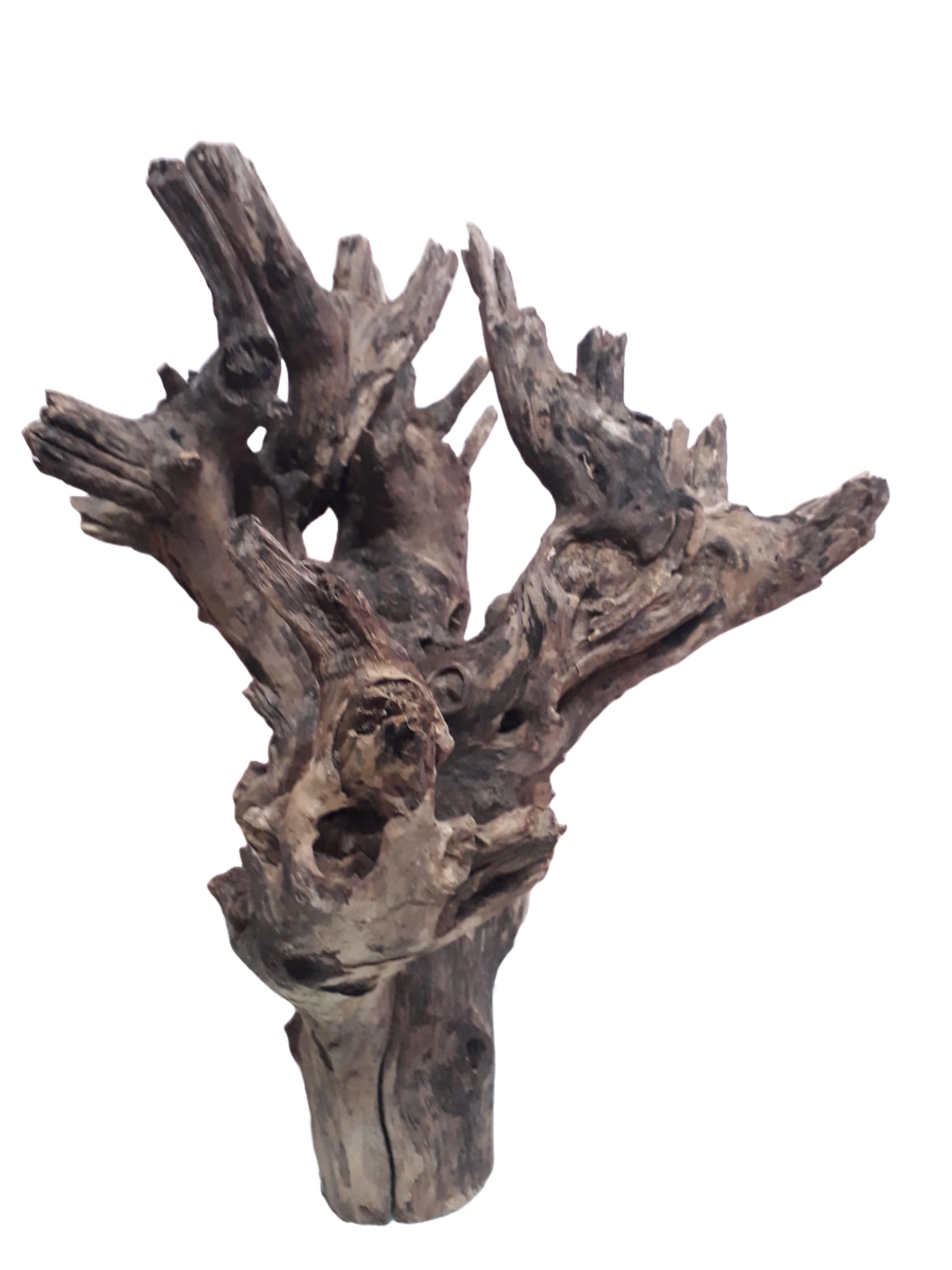 Driftwood For Aquarium Original Teak Driftwood 60 CM Long and 7 kg Weight ( Only For Large Tank)