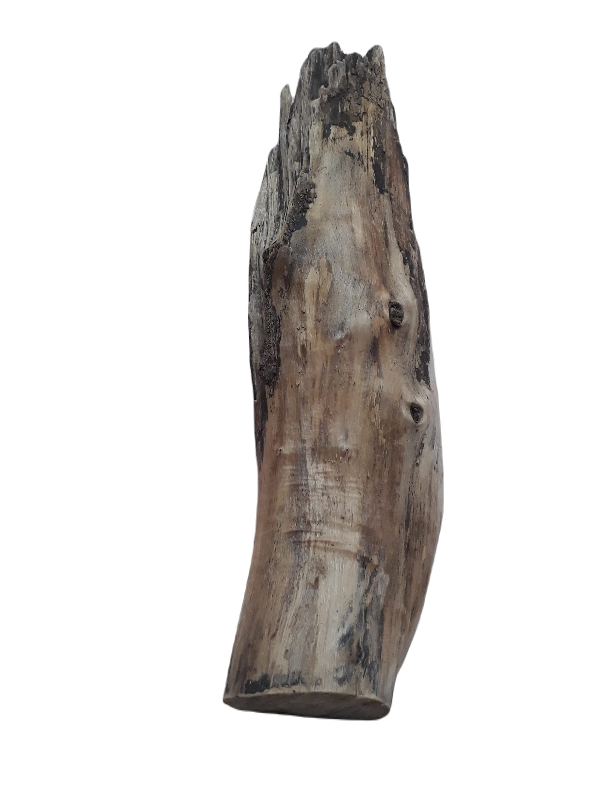 DKS STORES Driftwood For Aquarium And Succulents Plants Decor Original Teak Wood Total Weight 4.2 Kg And 2 Feet Long