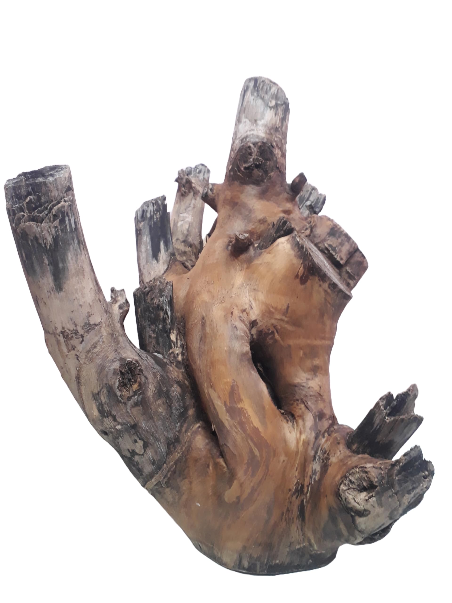 Driftwood For Aquarium Original Teak wood 52 CM Height and Weight about 7+ KG Solid Branch wood (Only For Large Tank)