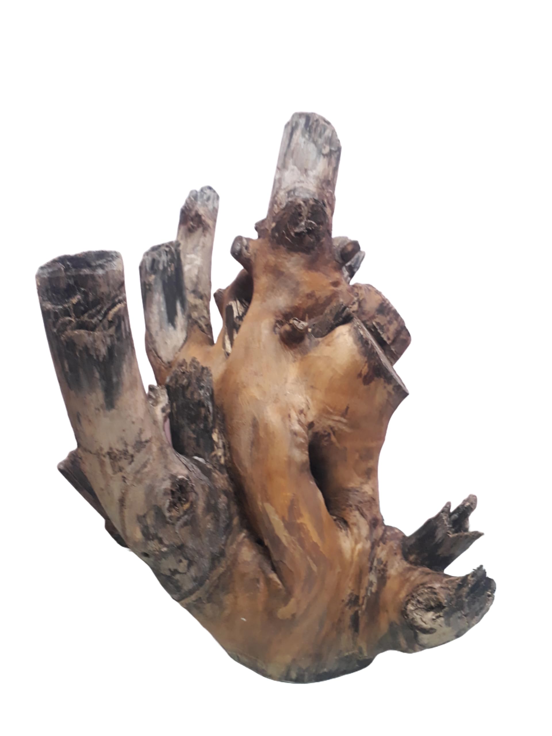 Driftwood For Aquarium Original Teak wood 52 CM Height and Weight about 7+ KG Solid Branch wood (Only For Large Tank)