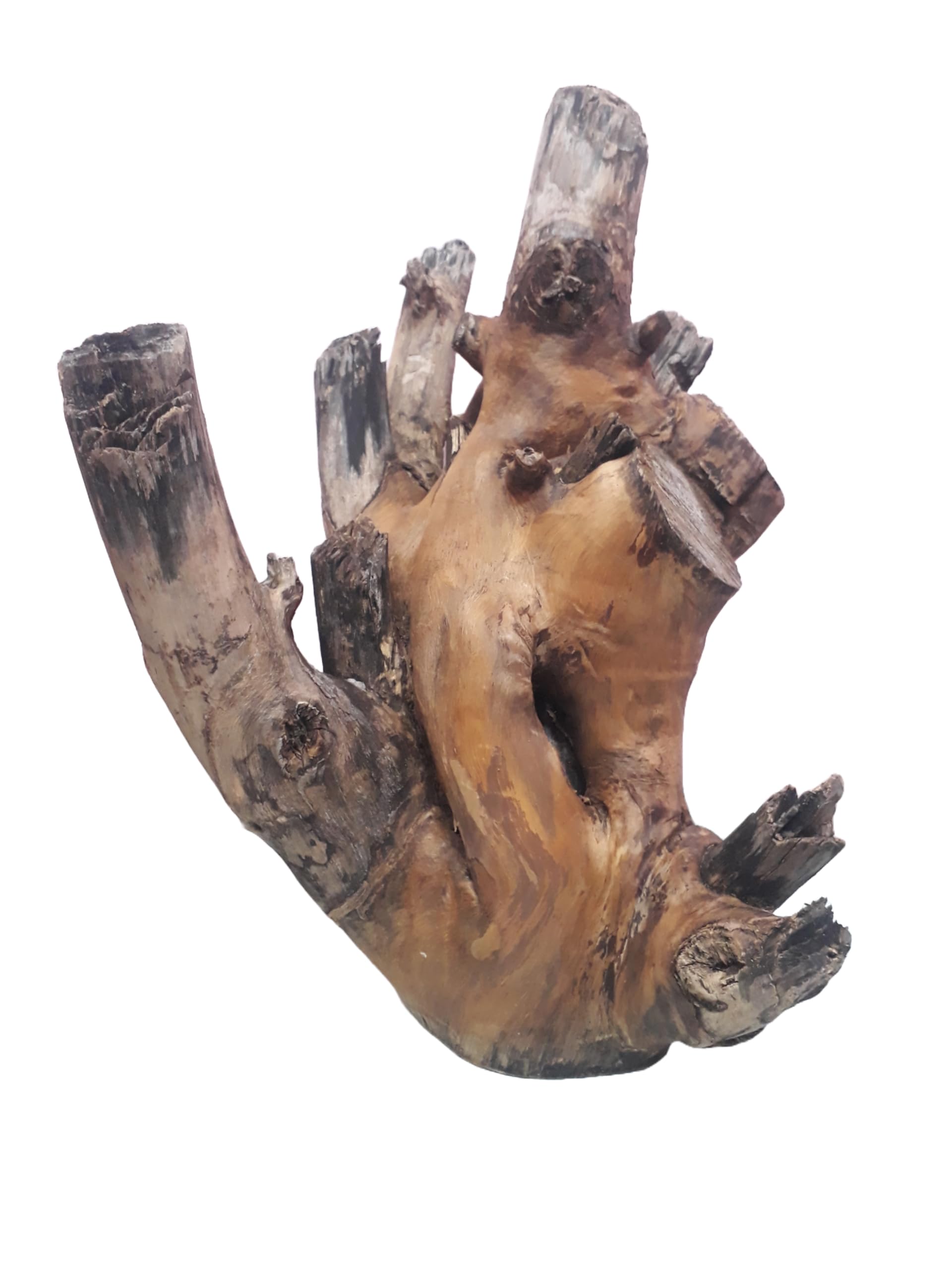 Driftwood For Aquarium Original Teak wood 52 CM Height and Weight about 7+ KG Solid Branch wood (Only For Large Tank)