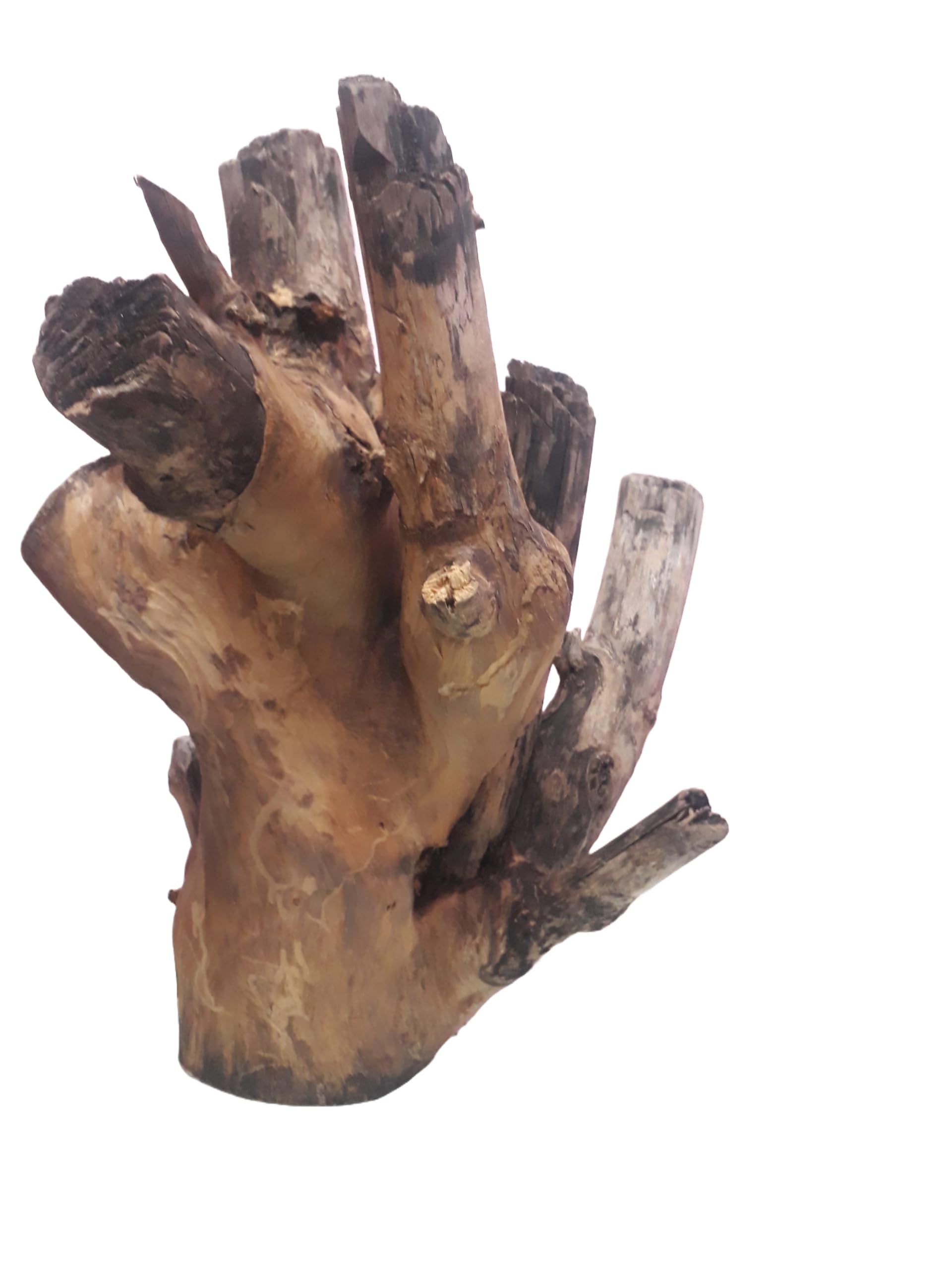 Driftwood For Aquarium Original Teak wood 52 CM Height and Weight about 7+ KG Solid Branch wood (Only For Large Tank)