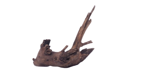  Driftwood for Aquarium original Teak wood 22 Cm Height  