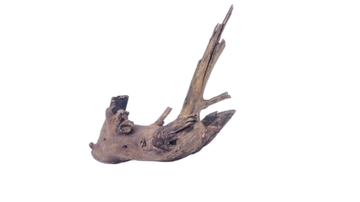  Driftwood for Aquarium original Teak wood 22 Cm Height  