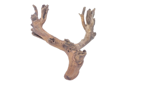 Driftwood for Aquarium original Teak wood 22 Cm Height   