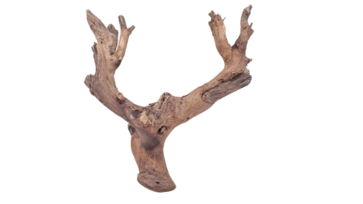 Driftwood for Aquarium original Teak wood 22 Cm Height   