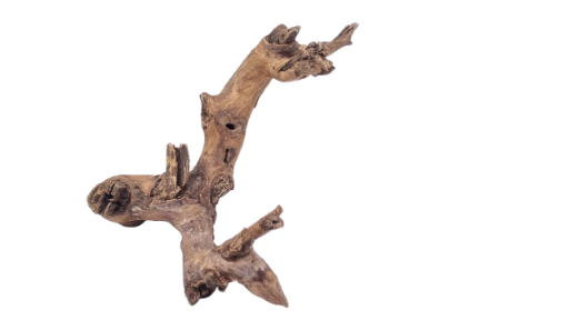 Driftwood for Aquarium original Teak wood 22 Cm Height   