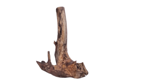 Driftwood for Aquarium original Teak wood 22 Cm Height 