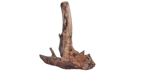 Driftwood for Aquarium original Teak wood 22 Cm Height 