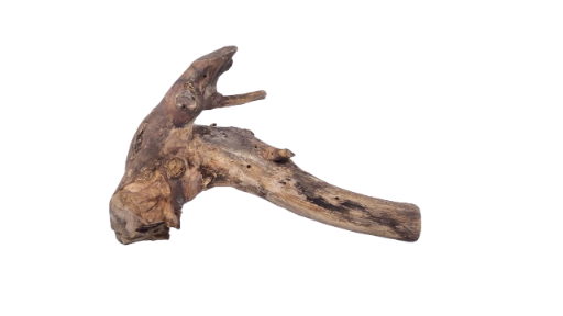Driftwood for Aquarium original Teak wood 22 Cm Height 