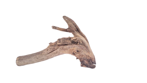 Driftwood for Aquarium original Teak wood 22 Cm Height 
