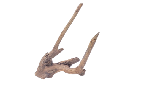 Driftwood for Aquarium original Teak wood 32 Cm Height  