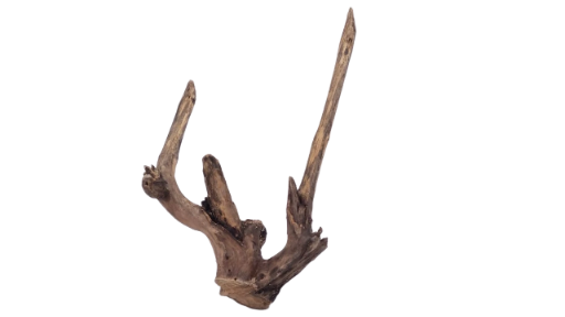 Driftwood for Aquarium original Teak wood 32 Cm Height  