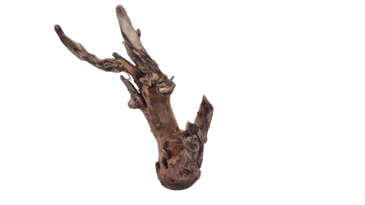 Driftwood for Aquarium original Teak wood 25 Cm Height