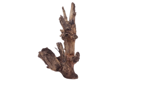 Driftwood for Aquarium original Teak wood 25 Cm Height