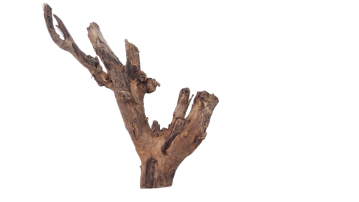 Driftwood for Aquarium original Teak wood 25 Cm Height