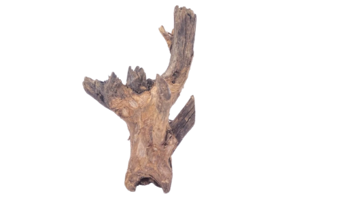 Driftwood for Aquarium original Teak wood 22 Cm Height 