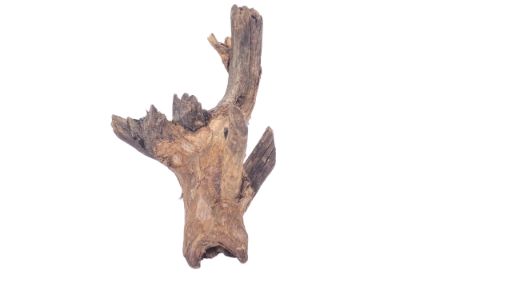 Driftwood for Aquarium original Teak wood 22 Cm Height 