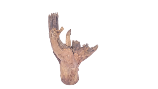 Driftwood for Aquarium original Teak wood 22 Cm Height 