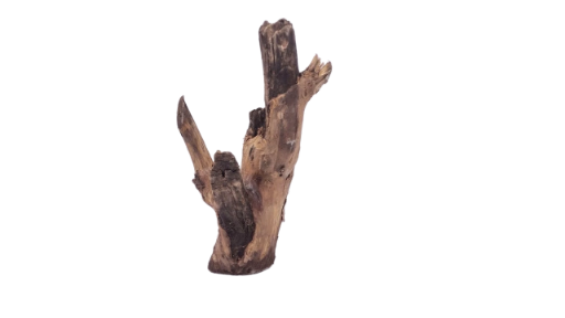 Driftwood for Aquarium original Teak wood 22 Cm Height 