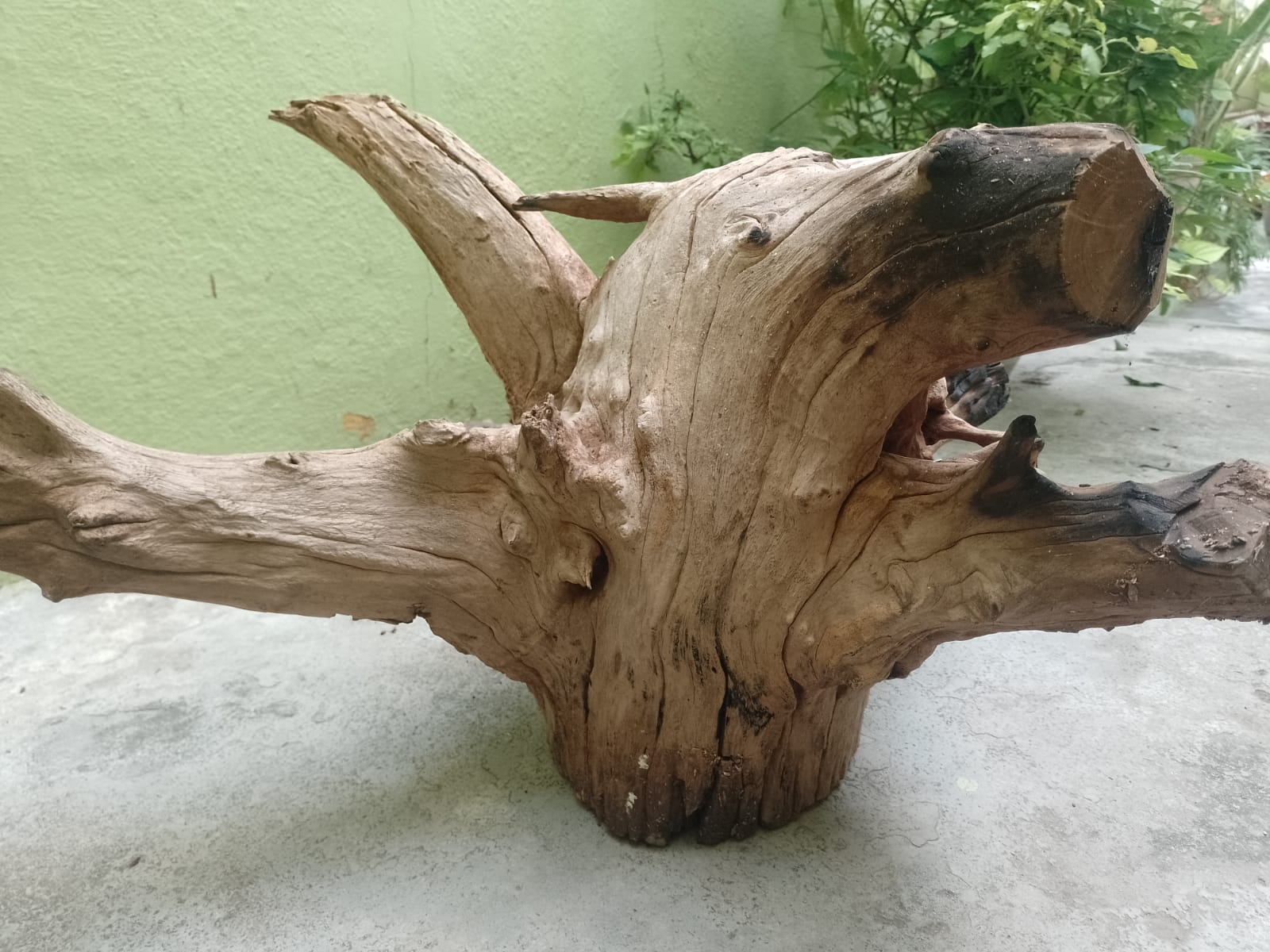 Teak Root Driftwood for Coffee table making 12 kg 60 cm long and 40 CM Height 