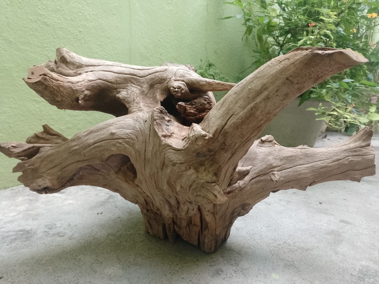 Teak Root Driftwood for Coffee table making 12 kg 60 cm long and 40 CM Height 
