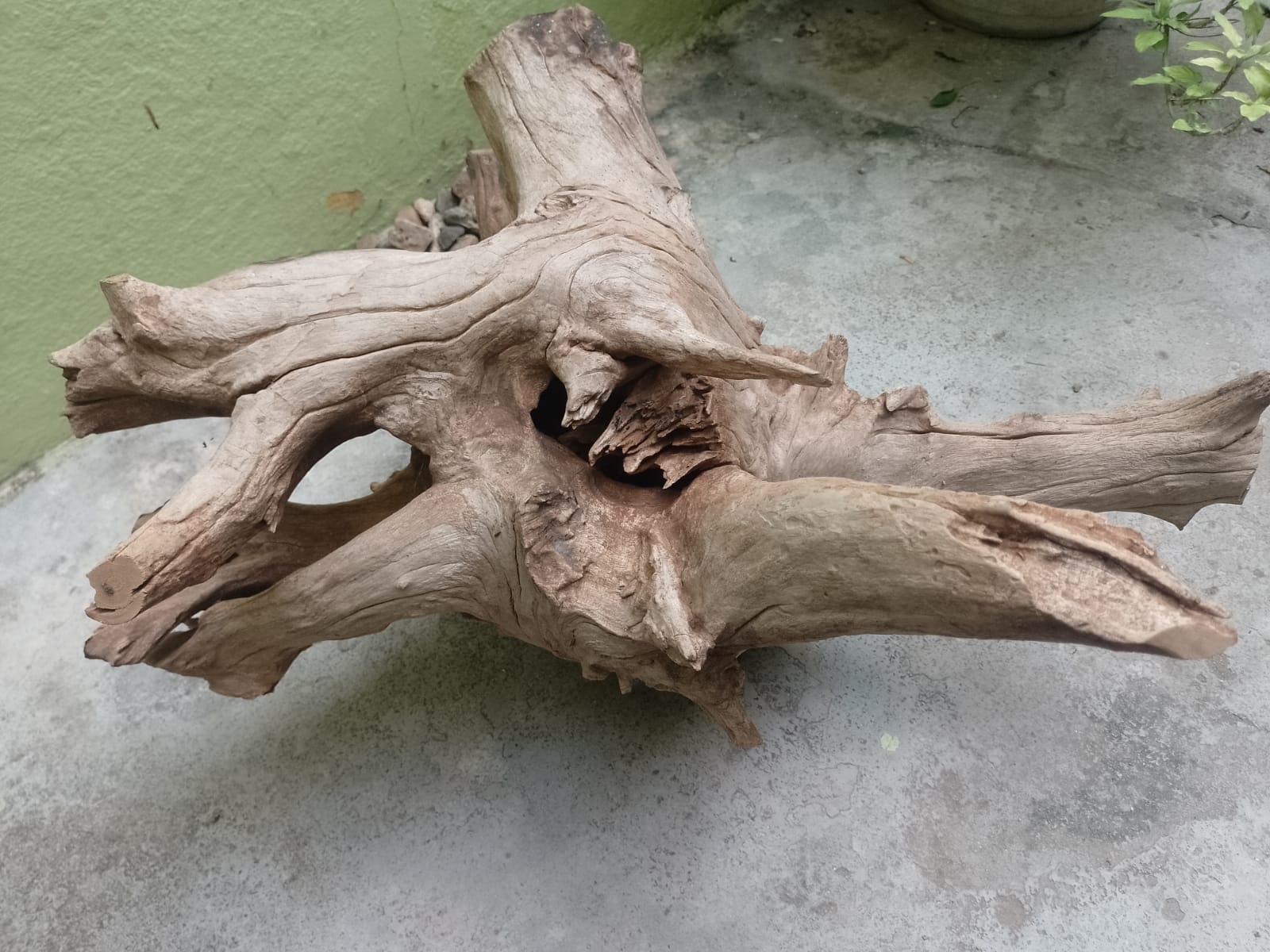 Teak Root Driftwood for Coffee table making 12 kg 60 cm long and 40 CM Height 