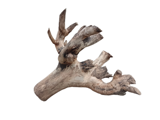 Driftwood For Aquarium Original Teak wood 40 Cm Long and 2.6 Kg weight 