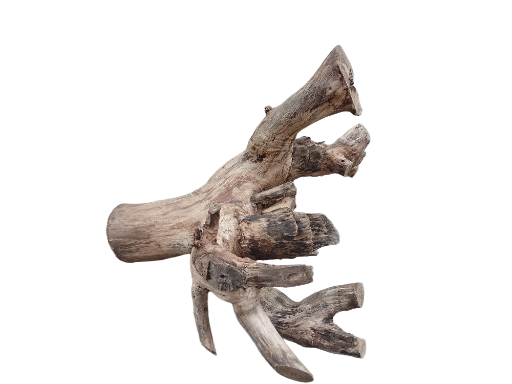 Driftwood For Aquarium Original Teak wood 40 Cm Long and 2.6 Kg weight 
