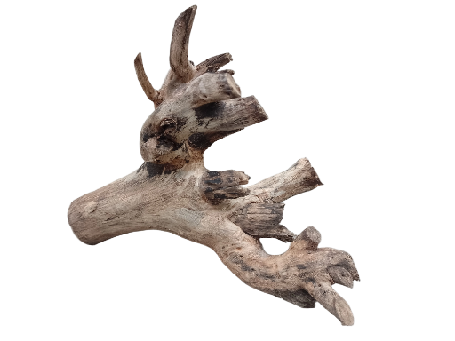 Driftwood For Aquarium Original Teak wood 40 Cm Long and 2.6 Kg weight 