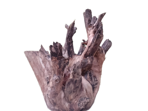 Driftwood For Aquarium Original Teak wood 32 Cm Height and 2.4 Kg 