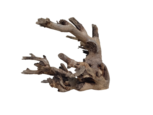 Driftwood For Aquarium Original Teak wood Branch 50 cm long and 2.5 kg weight  