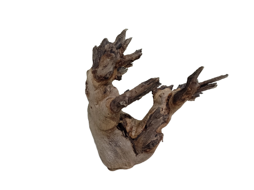 Decorative Wooden Driftwood Teak wood Branch 23 cm Length 