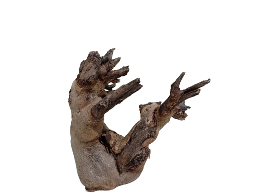 Decorative Wooden Driftwood Teak wood Branch 23 cm Length 