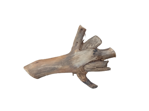 Driftwood for Aquarium original Teak wood Small Branch 20 cm long 