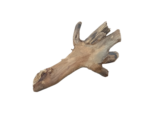 Driftwood for Aquarium original Teak wood Small Branch 20 cm long 