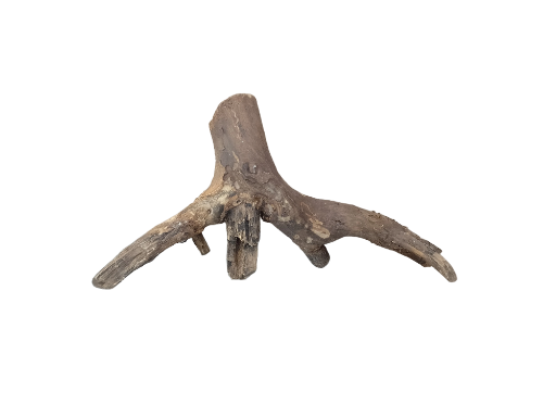 Driftwood for Aquarium original Teak wood Small Branch 20 cm long 