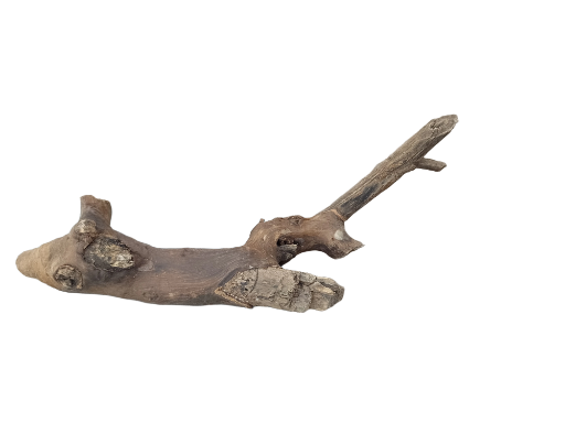 Driftwood for Aquarium original Teak wood Small Branch 25 cm long 