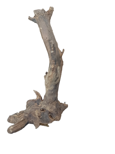 Driftwood for Aquarium original Teak wood Small Branch 25 cm Height