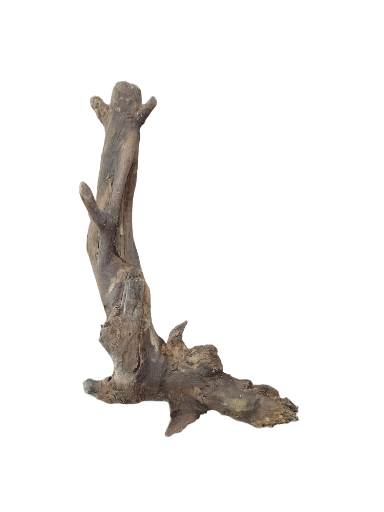 Driftwood for Aquarium original Teak wood Small Branch 25 cm Height