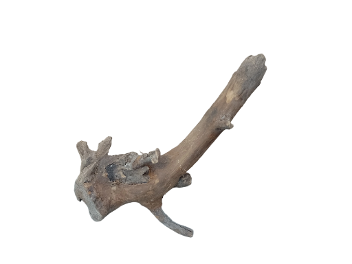 Driftwood for Aquarium original Teak wood Small Branch 20 cm Height 