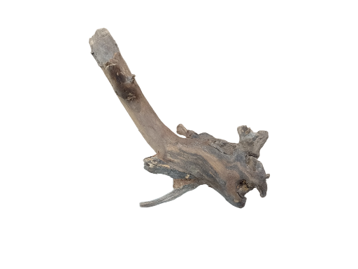 Driftwood for Aquarium original Teak wood Small Branch 20 cm Height 