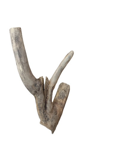 Driftwood for Aquarium original Teak wood Small Branch 20 cm Height 