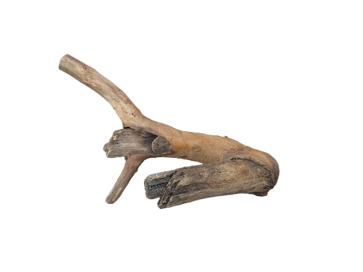 Driftwood for Aquarium original Teak wood Small Branch 20 cm Height 